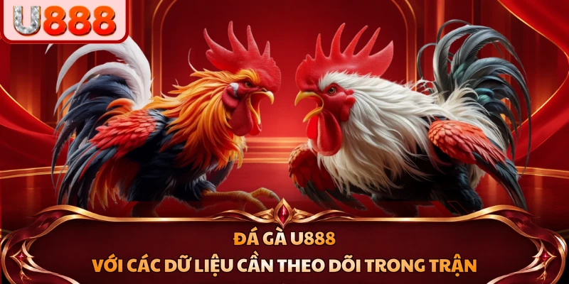 Đá gà U888 với các dữ liệu cần theo dõi trong trận