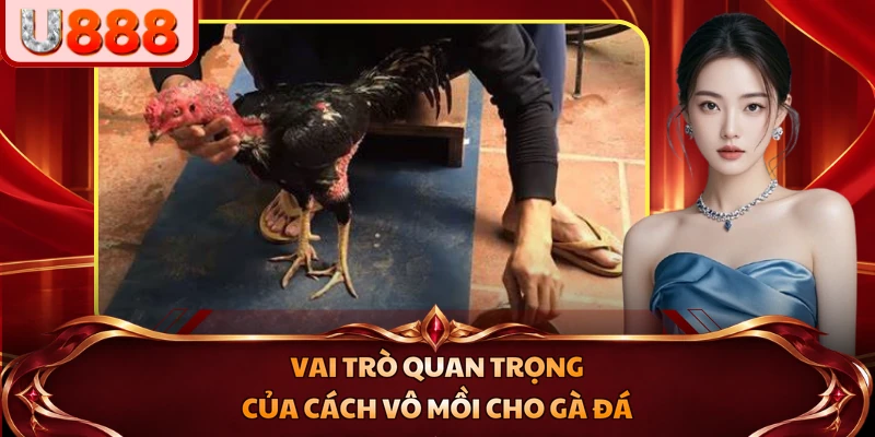 Vai trò quan trọng của cách vô mồi cho gà đá